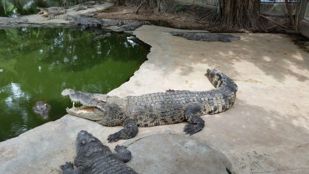 Millió éves kőpark és krokodil farm