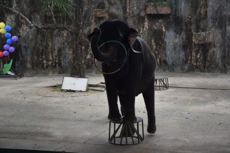 Sri Racha tiger zoo - elefánt show