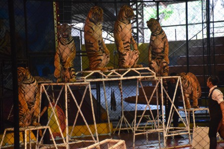 Sri Racha tiger zoo