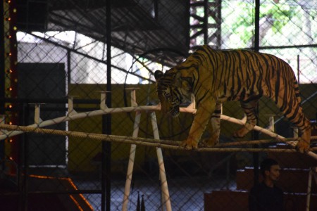 Sri Racha tiger zoo