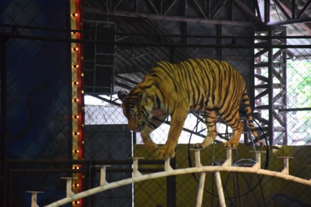 Sri Racha tiger zoo